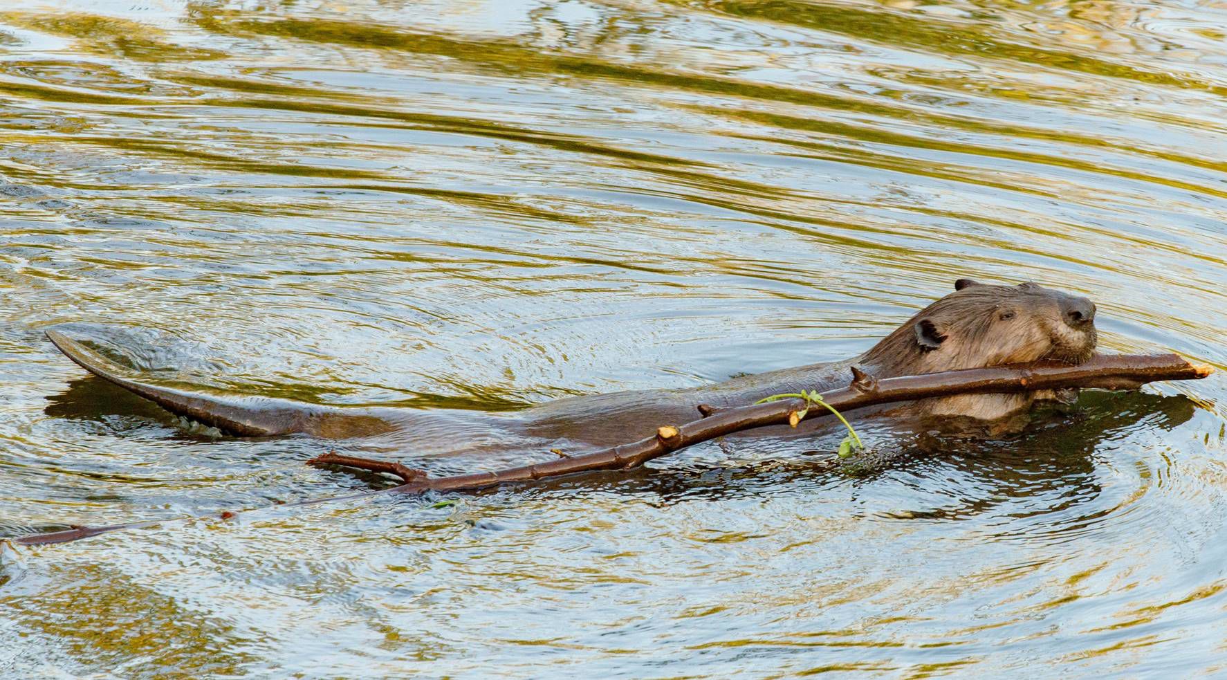 Beaver Lodge Summer 2018